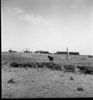 גבעת רחל-קציעות 1951