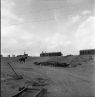 גבעת רחל-קציעות 1951