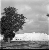 גבעת רחל-קציעות 1951