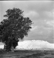 ניצנה 1951