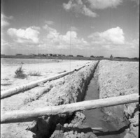 קדמה