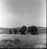 נתיב הל"ה 1954