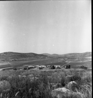 נתיב הל"ה 1954