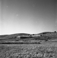 נתיב הל"ה 1954
