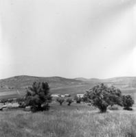 נתיב הל"ה 1954