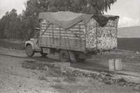 קטיף כותנה בשדות גשר.