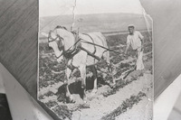 רפרודוקציות מצילומים של ארכיון מושבת כנרת.