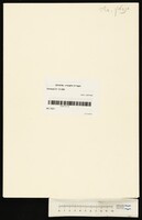 מנדלסון, משה, 1729-1786.